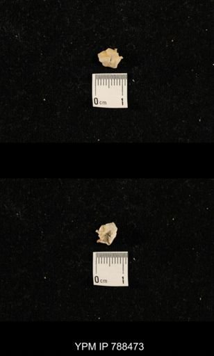 undet. Brachiopoda