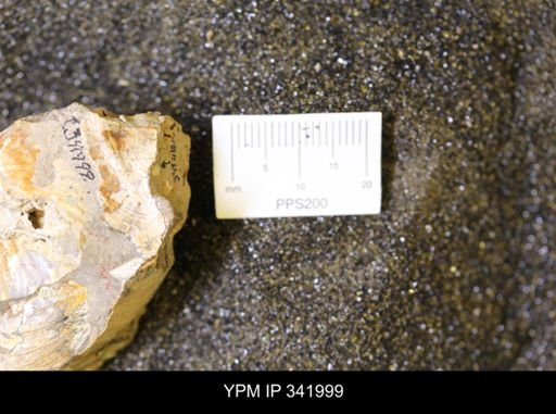 undet. Scaphitidae