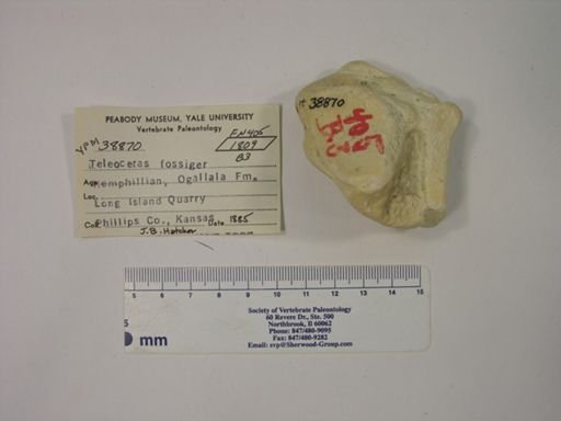 Teleoceras fossiger