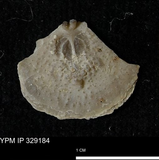 Pholidostrophia iowaensis