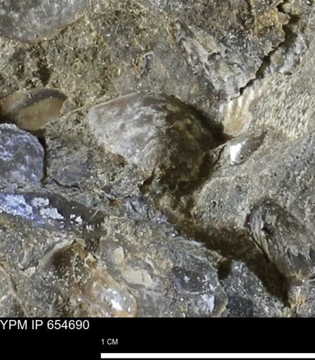 Bivalvia