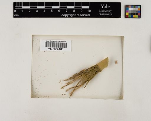 Plantae