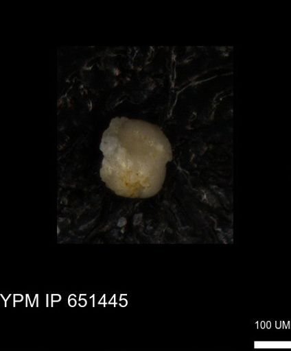 undet. Foraminiferida
