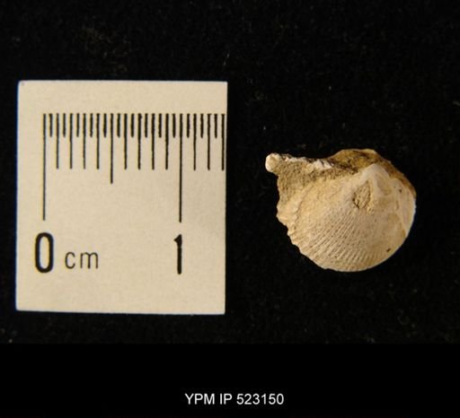 Cardium speciosum