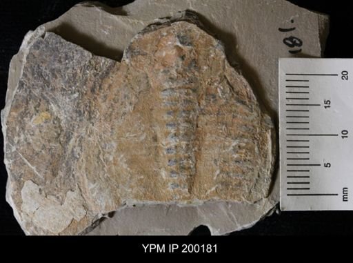 Elrathia kingi