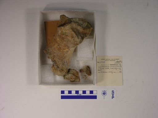 Tyrannosaurus rex