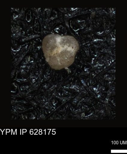 undet. Foraminiferida