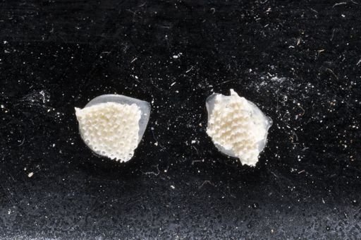 Primavelans insculpta