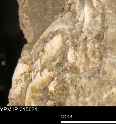 undet. Mollusca