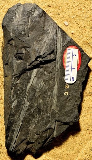 Annularia sp.