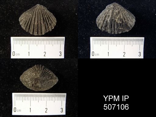 Rhynchotrema? deckerensis