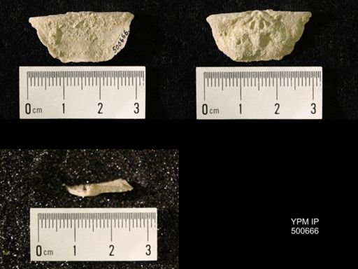 Chonetes granulifer meekanus