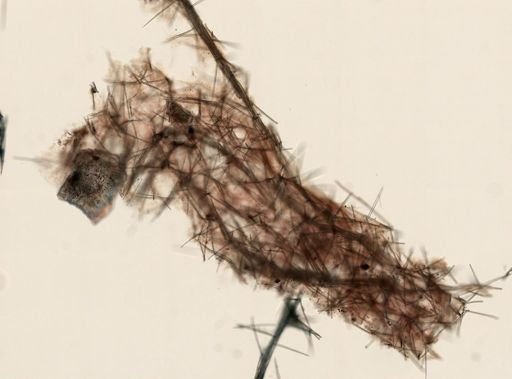 Kirkpatrickia