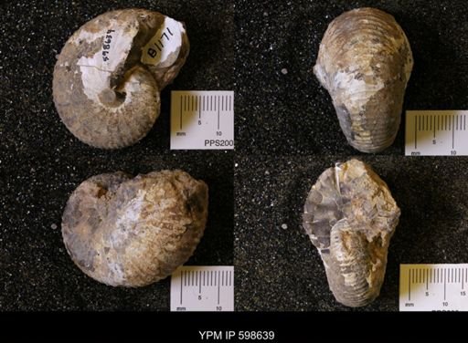 Scaphites sp.