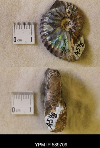 Jeletzkytes nebrascensis