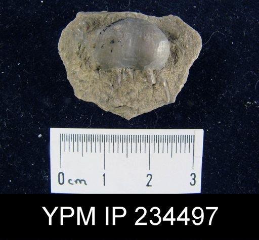 Marginifera splendens