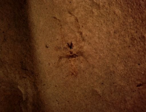 undet. Arachnida