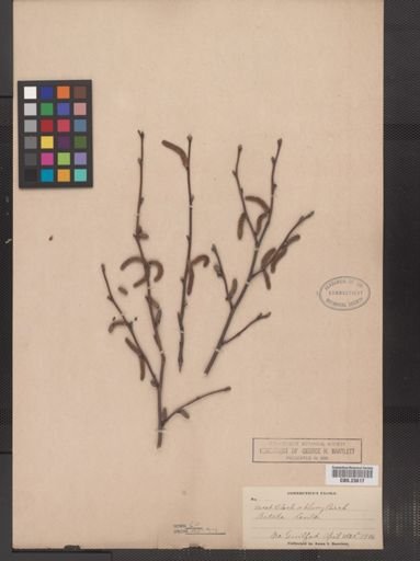 Betula lenta