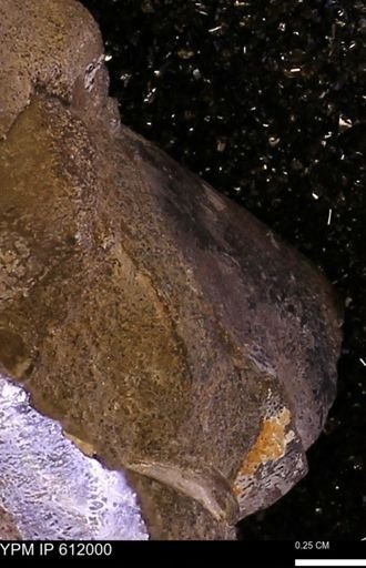Protocardia subquadrata