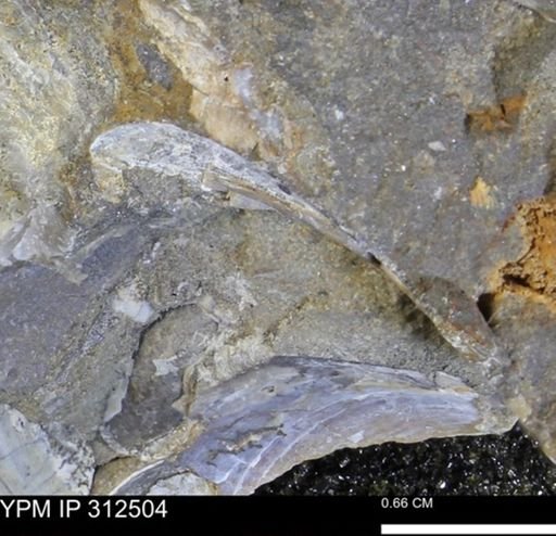 undet. Bivalvia