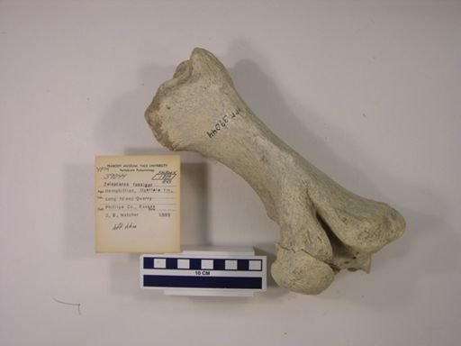 Teleoceras fossiger