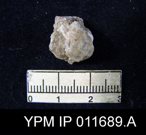Marginifera manzanica