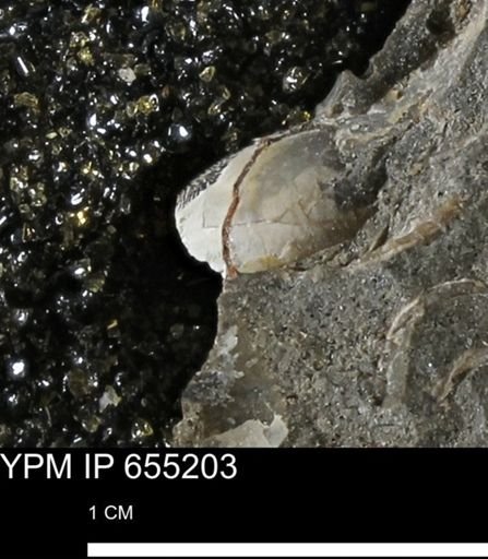 undet. Bivalvia