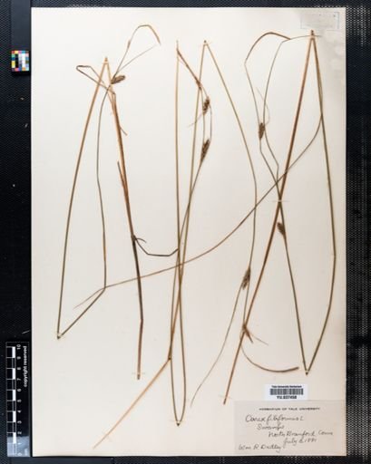 Carex filiformis