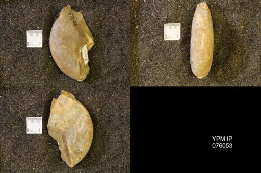 Hoploscaphites birkelundi