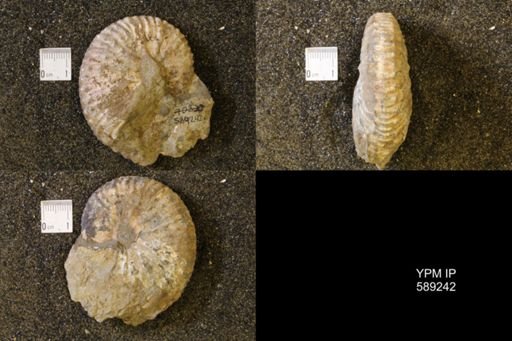 Jeletzkytes nebrascensis