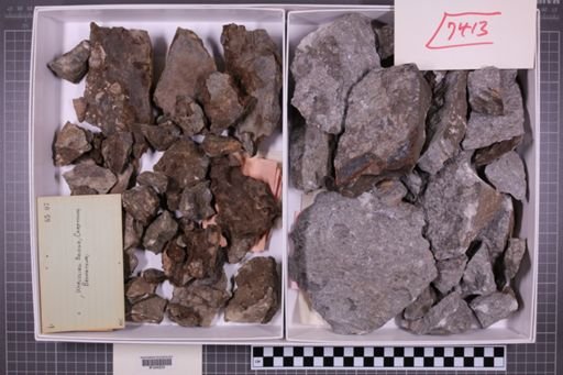 mixed taxa, stratigraphic collection
