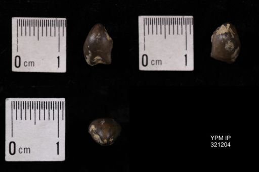 Dielasma turgida