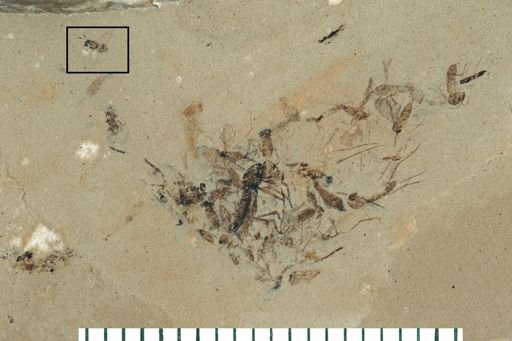 Hymenoptera