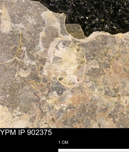 Baculites