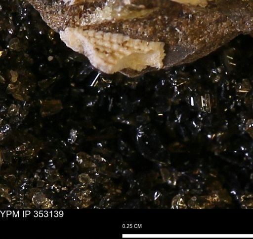 Parallelodon?