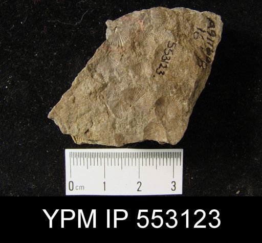 Tropidoleptus sp.