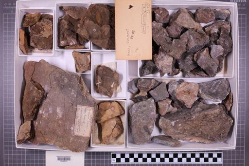 mixed taxa, stratigraphic collection
