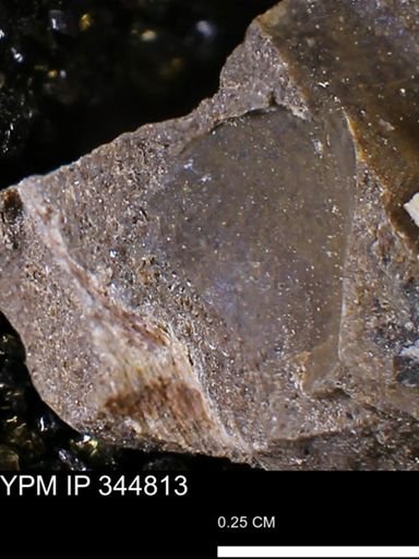 Limopsis striatopunctatus