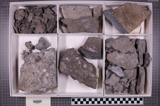 mixed taxa, stratigraphic collection