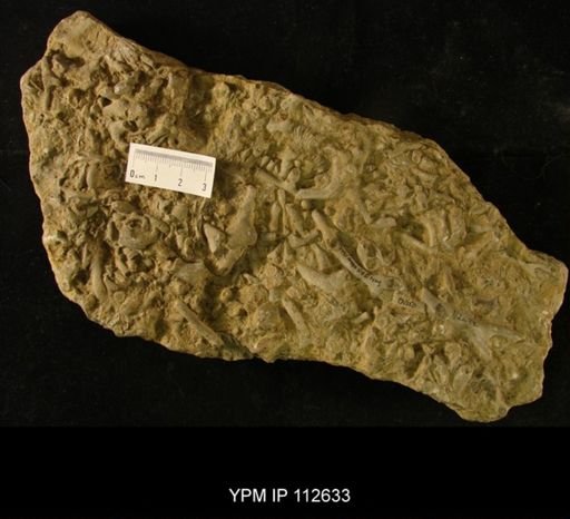 Monticulipora sp.