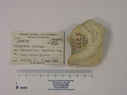 Teleoceras fossiger