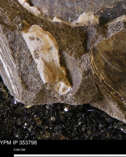 undet. Bivalvia