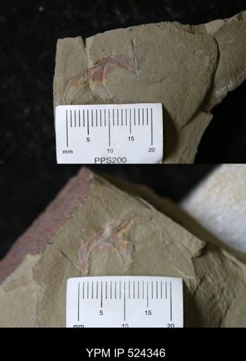 undet. Cornuta