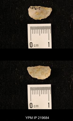 Chonetes granulifer