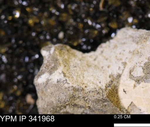 undet. Mollusca