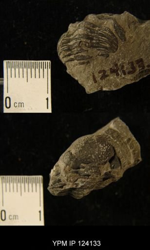 Phacops rana