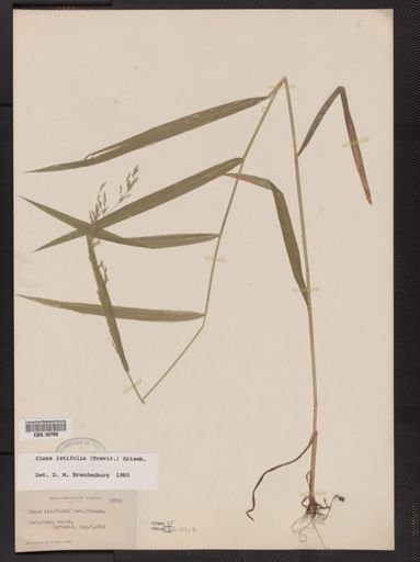 Cinna latifolia