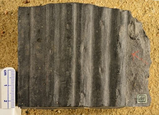 Sigillaria intermedia