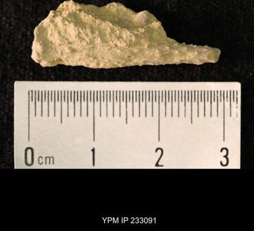 Archaeocidaris sp.