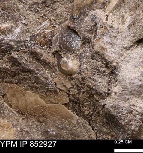 Limopsis striatopunctatus